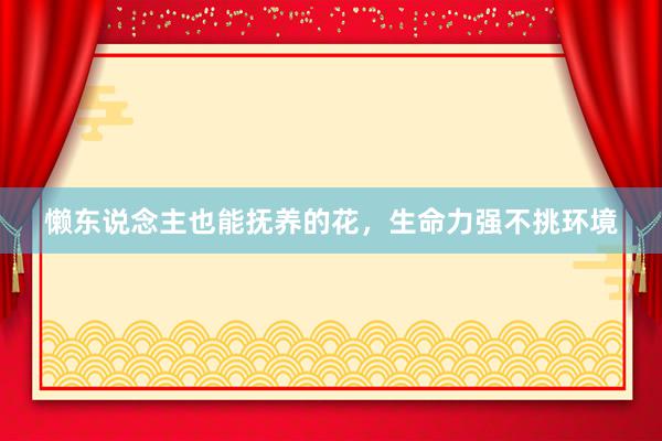 懒东说念主也能抚养的花，生命力强不挑环境
